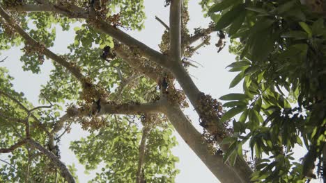 Cluster-of-bats-hanging-from-a-fig-tree-in-Africa,-eating,-sleeping-and-stretching