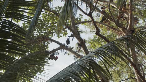 Lots-of-bats-hanging-in-fig-tree,-with-coconut-leaves,-one-duo-fighting-and-flying-away