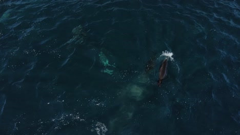 Delfine-Und-Seelöwen-Schwimmen-Miteinander,-Fertige-Aussicht