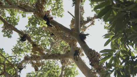 Cluster-of-bats-in-a-fig-tree,-eating-and-relaxing-upside-down-during-summer-day