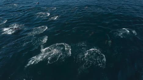 drone-view-of-big-dolphin-pod