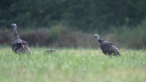 A-family-of-wild-turkeys-eating-insects-in-a-meadow-after-an-early-morning-rain