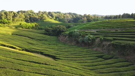 Typische-Teeplantage-Mit-Frisch-Geschnittenen-Blättern-In-Südostasien