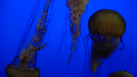 Medusas-En-El-Acuario-De-La-Bahía-De-Monterey