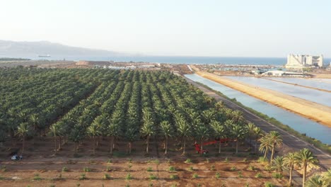 Medjool-Date-palms-orchard-southern-Arava-desert,-Israel,-aerial-shot