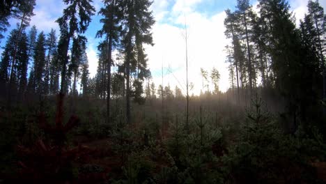 Forest-scenery-with-small-pine-trees-in-Finland-during-morning-time