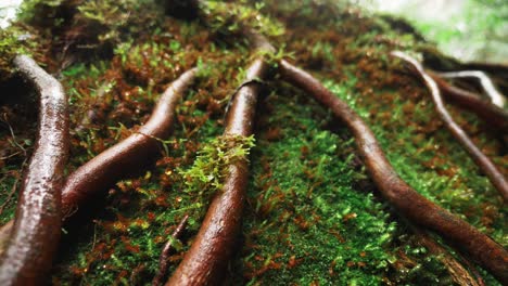 Mononoke-forest-green-moss-roots-,-4k-Slow
