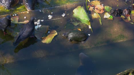 Turtle-feeding-pond-fishes-in-japan,-Kois-4k