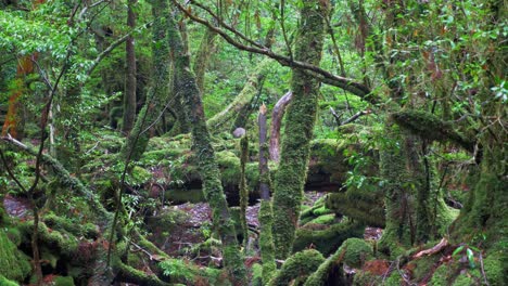 Monkey-in-Mononoke-green-forest-,-4k-Slow