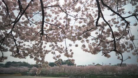 Flor-De-Cerezo-En-El-Parque-Shizuoka,-Caída-De-Pétalos-De-Cerezo,-Cámara-Lenta-De-4k