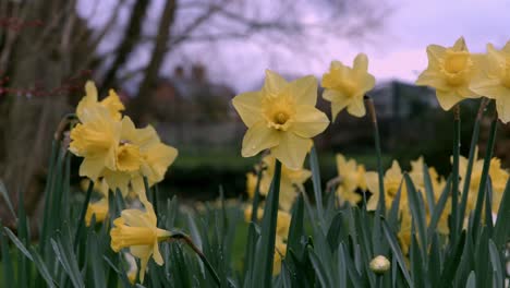 A-cluster-of-yellow-Daffodils-with-bokeh