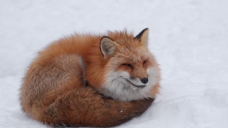A-red-fox-resting-in-the-snow