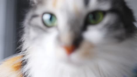 Close-up-of-relaxed-Long-Haired-Calico-Cat-sitting-by-window,-dolly-push