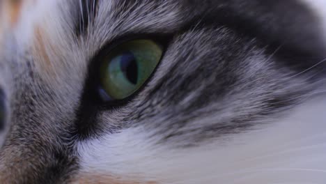 Tiefgrünes-Auge-Der-Calico-Katze,-Nahaufnahme