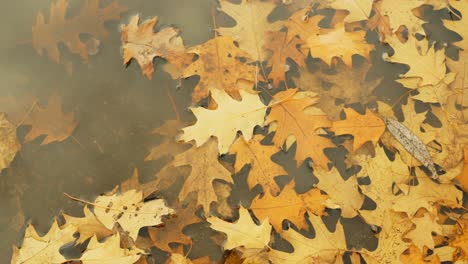 Golden-oak-leaves-fallen-into-water-puddle-during-golden-autumn-season