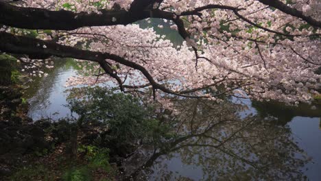 Slow-Motion-Shot-Of-Falling-Cherry-Blossom-Petals-Into-Calm-Yoyogi-lake,-Tokyo,-Japan