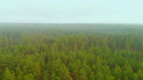 Luftaufnahme-über-Kiefernwaldbaumwipfel-In-Kanada,-Dolly-Herein