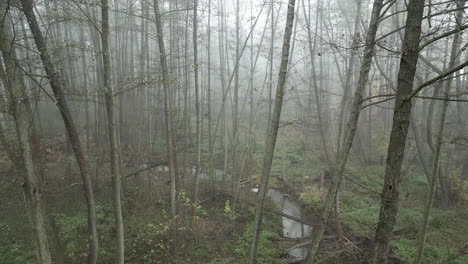 Atmosphere-of-a-forest-shrouded-in-fog