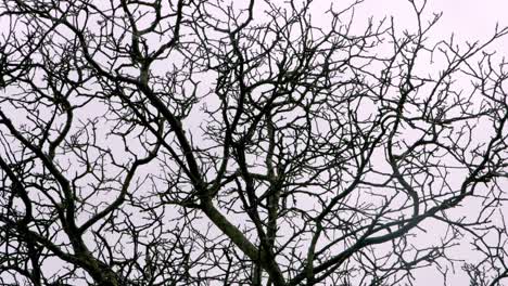 A-silhouetted-gnarled-tree-from-below
