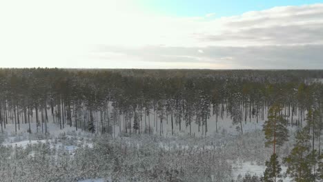 Impresionante-Foto-De-Un-Enorme-Bosque-Durante-La-Temporada-De-Invierno-En-Finlandia,-Norte-De-Europa