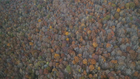 Aerial-footage-that-is-high-up-of-pre-winter-autumnal-tress-in-the-valleys-of-Tennessee