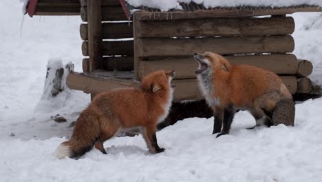 Red-foxes-standing-in-front-of-each-others-in-the-snow,-ready-to-fight