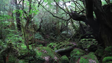 Bosque-Verde-Místico-Mononoke,-4k-Lento