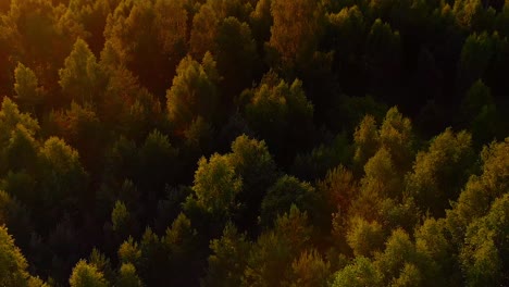 Bird's-aerial-view-of-tree-tops,-tilt-up-reveal-scenic-orange-sunset,-backward