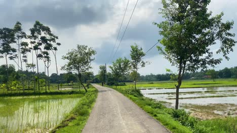 Rural-country-road-with-paddy-field