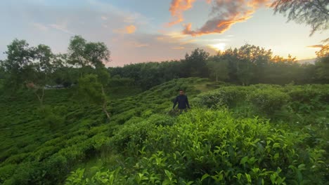 Tea-state-manager-checking-tea-leaf-at-tea-garden-during-sunset-in-Sylhet,-Bangladesh
