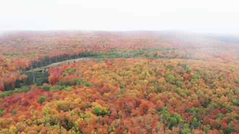 Aerial,-autumn-tree-forest-on-an-overcast-cloudy-day