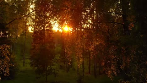 Sonnenlicht,-Das-Durch-Blätter-Im-Friedlichen-Wald-In-Osteuropa-Scheint