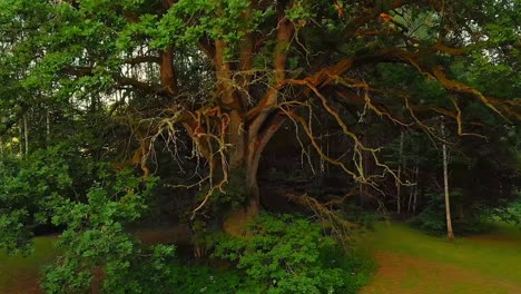 Tiro-Hacia-Atrás-Desde-Un-Enorme-árbol-Verde-En-El-Corazón-De-Un-Bosque-Impresionante