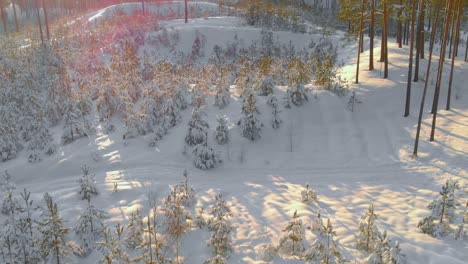 Drone-Shot-Over-Marvelous-Saplings,-Shrubberies-In-Snowy-Land,-USA