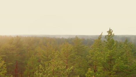 Peaceful-Virgin-Pine-Forest,-Foggy-Scene-In-Background,-USA