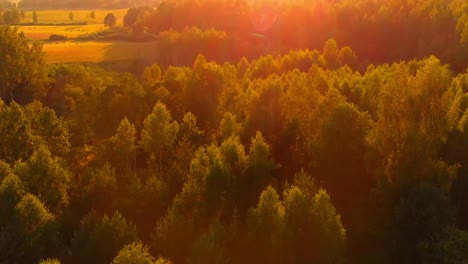 Wonderful-aerial-drone-view-of-orange-yellow-golden-hour-forest-at-sunset