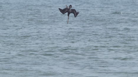 Der-Peruanische-Pelikan-Taucht-Kopfüber-Ins-Meer-Und-Taucht-Nahtlos-Ins-Wasser-Ein,-Um-Zu-Jagen