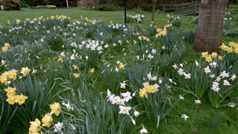 A-patch-of-beautiful-Daffodils