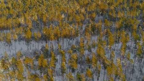 Pine-forest-in-winter-during-golden-hour,-aerial-view-of-snow-covered-trees