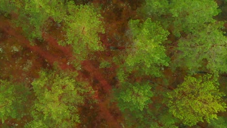 Drone-Rising-High-Over-Green-Pine-Forest,-Eastern-Europe