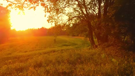 Sunset-in-serene-woodland-park,-dolly-in-through-trees-reveals-vast-field
