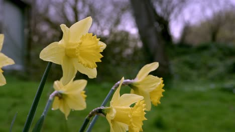 A-close-up-shot-of-a-few-yellow-daffodils