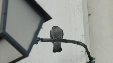 Pigeons-Resting-On-Metal-Pole-Of-A-Vintage-Street-Lamp