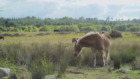 Pferde-Ernähren-Sich-Morgens-Von-Gras-Auf-Der-Hochlandweide-Bei-Leichtem-Wind,-Wiese-In-Irland