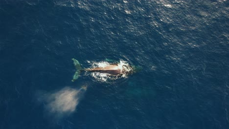 Aerial-view-above-a-Gray-whale-spouting-in-deep,-blue-sea---birds-eye,-drone-shot