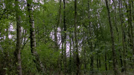 Bewaldetes-Gebiet-Mit-Dünnen,-Wackelnden-Bäumen,-Deren-Blätter-Im-Wind-Rascheln