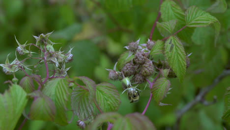 Nahaufnahme-Einer-Biene,-Die-Pollen-Von-Weißen-Himbeerblüten-Sammelt