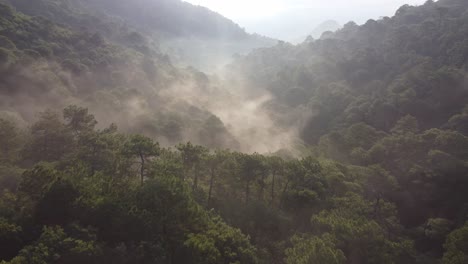 Luftaufnahme-Mit-Drohne-über-Einem-Wald-Von-Bäumen-In-Monterrey-Mit-Nebel-An-Einem-Sonnigen-Tag