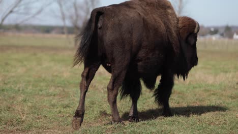 bison-walking-away-down-trail-slomo