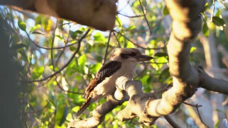 Beautiful-laughing-kookaburra,-dacelo-novaeguineae-terrestrial-tree-kingfisher-spotted-perching-on-tree-branch-in-coastal-wetland-at-sunset-golden-hours,-Wynnum,-Queensland,-selective-focus-close-up